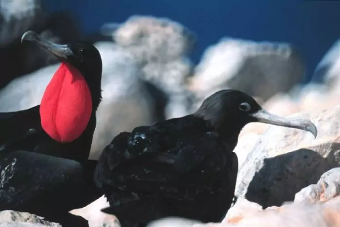 Вознесенский или орлиный фрегат (Fregata aquila) Вознесенский или орлиный фрегат (Fregata aquila) фото