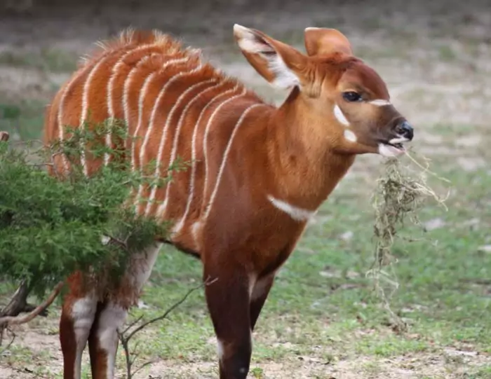 Особенности питания бонго фото Особенности питания бонго