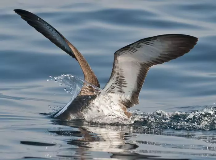 Особенности питания буревестника Особенности питания буревестника фото