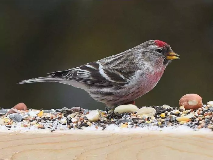 Особенности питания чечеток Особенности питания чечеток фото