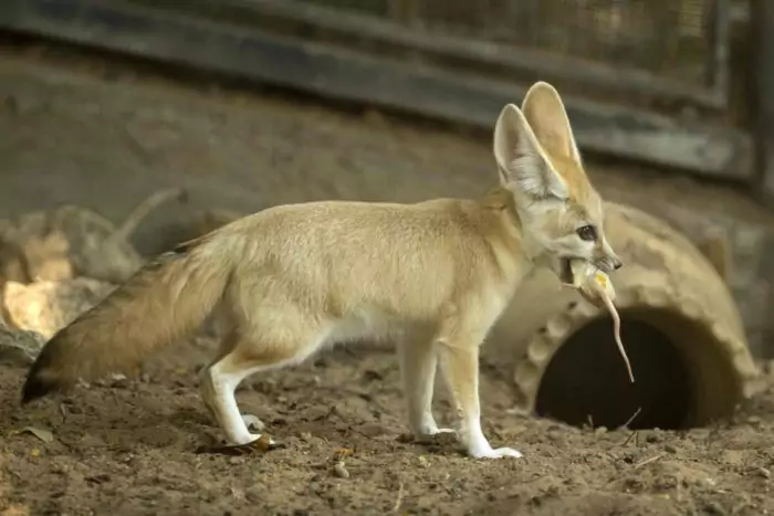 Особенности питания фенека фото Особенности питания фенека