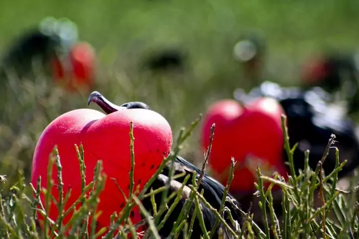 Особенности питания фрегата Особенности питания фрегата фото