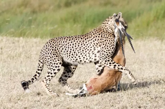 Особенности питания гепарда фото Особенности питания гепарда