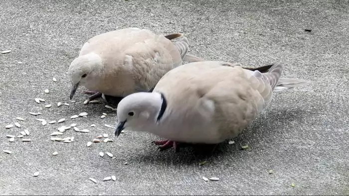 Особенности питания горлицы Особенности питания горлицы фото