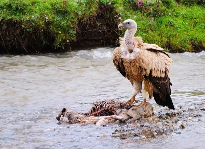 Особенности питания грифа Особенности питания грифа фото