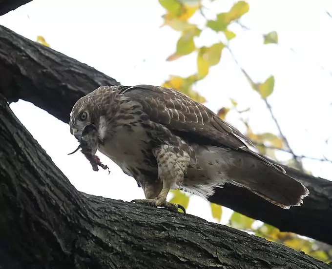 Особенности питания канюка Особенности питания канюка фото
