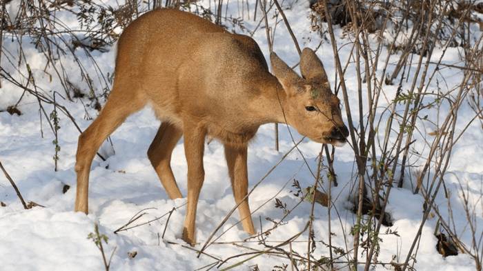 Особенности питания косули фото Особенности питания косули