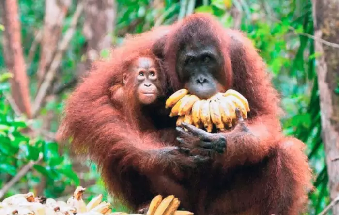 Особенности питания орангутана фото Особенности питания орангутана
