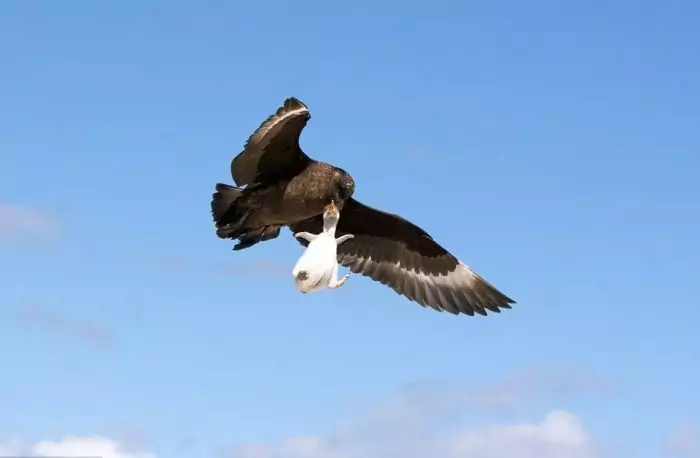 Особенности питания поморника Особенности питания поморника фото