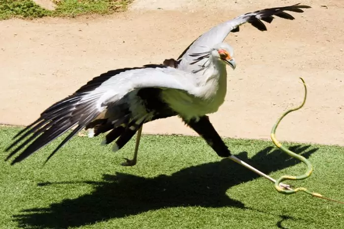 Особенности питания птицы-секретаря Особенности питания птицы-секретаря фото