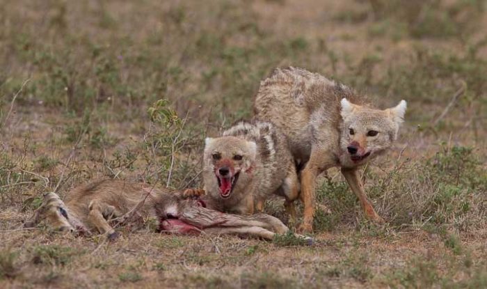 Особенности питания шакала фото Особенности питания шакала