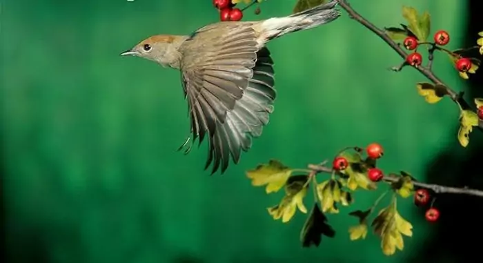 Фото соловья в полете Фото соловья в полете