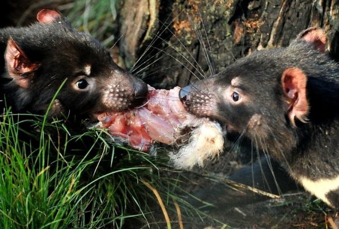 Особенности питания тасманийского дьявола фото Особенности питания тасманийского дьявола