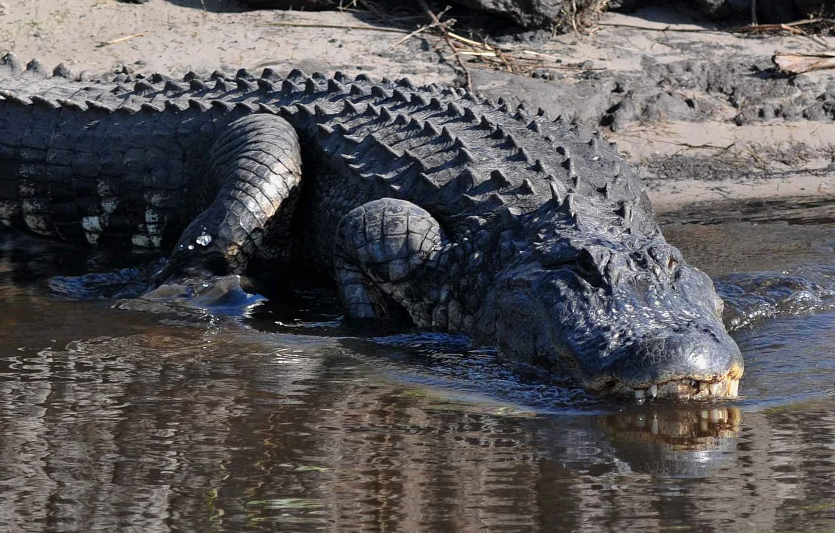 Потенциальный враг ламантинов ламантины опасны