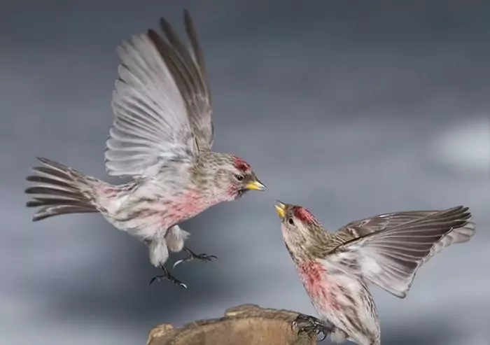 Чечетка перелетная ли это птица Чечетка перелетная ли это птица фото