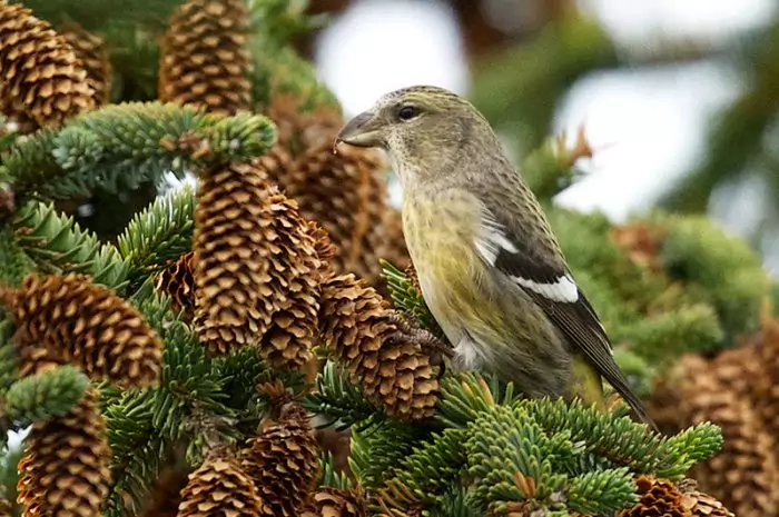 Перелетная или зимующая птица клест Перелетная или зимующая птица клест фото