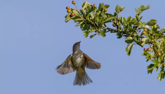 Перелетная ли птица соловей Перелетная ли птица соловей фото