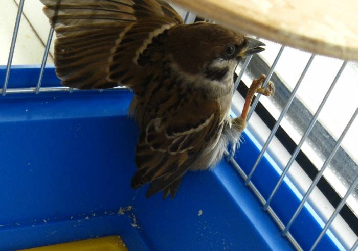 воробей зимующая птица фото