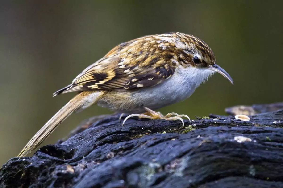 Пищуха Птицы Крыма Пищуха Птицы Крыма