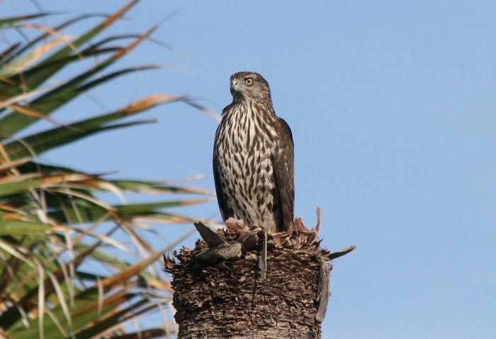 Полосатый ястреб (Accipiter striatus) Полосатый ястреб (Accipiter striatus) фото