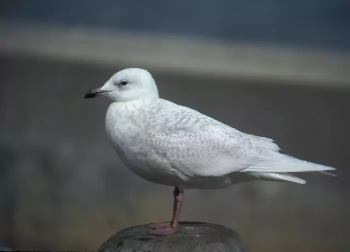 Полярная или исландская чайка (Larus glaucoides) Полярная или исландская чайка (Larus glaucoides) фото