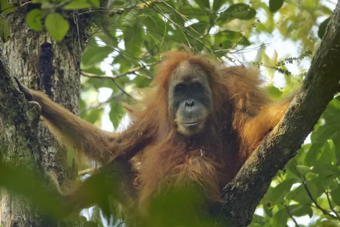 Тапанульский орангутан (Pongo tapanuliensis) фото Тапанульский орангутан (Pongo tapanuliensis)