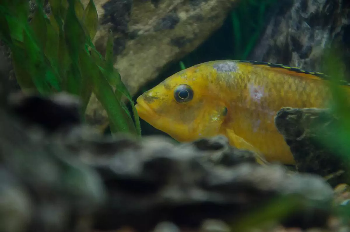 Чем болеют лабидохромисы еллоу болезни лабидохромис еллоу
