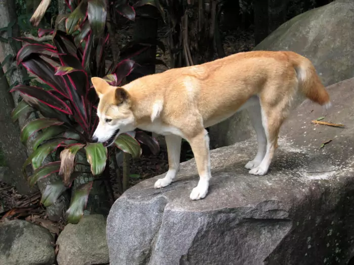 Поведение динго фото Поведение динго