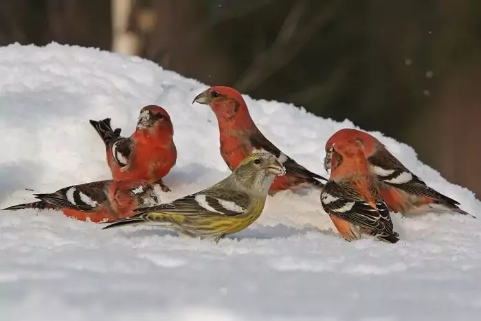Поведение и рацион клеста Поведение и рацион клеста фото