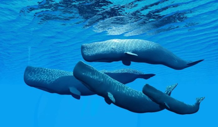 Поведение кашалота фото Поведение кашалота