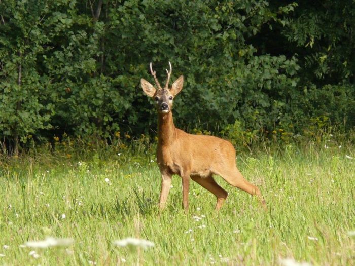 Поведение косули фото Поведение косули