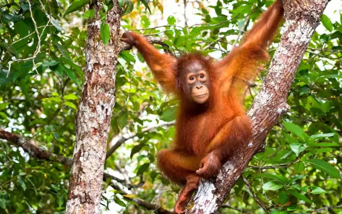 Поведение орангутана фото Поведение орангутана