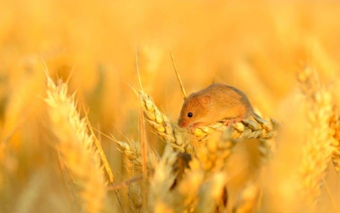 Поведение полевой мыши Поведение полевой мыши фото