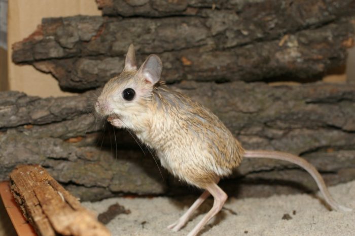 Поведение тушканчика Поведение тушканчика фото