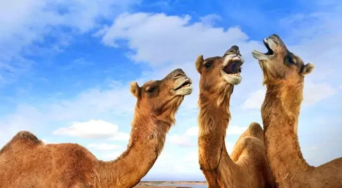 Поведение верблюда Поведение верблюда фото