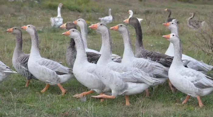 Псковский лысый гусь Псковский лысый гусь фото