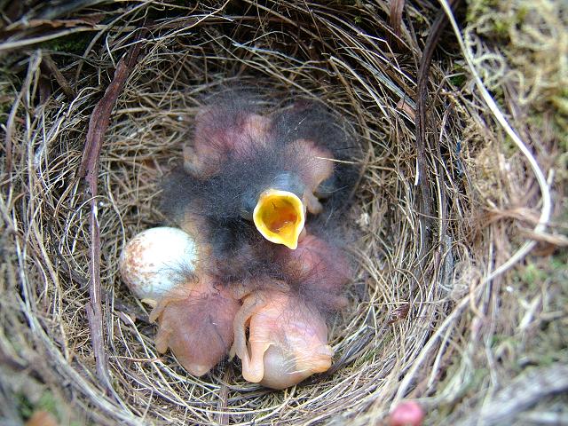 Яйца и птенцы зарянки Яйца и птенцы зарянки фото