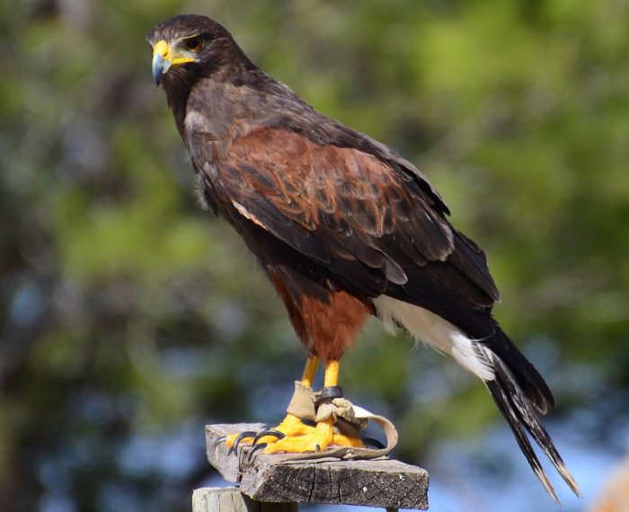 Пустынный канюк (Parabuteo unicinctus) Пустынный канюк (Parabuteo unicinctus) фото