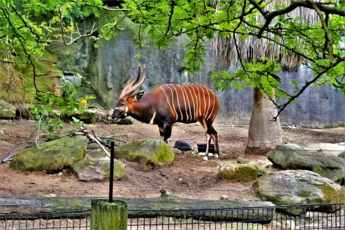 Распространение бонго фото Распространение бонго