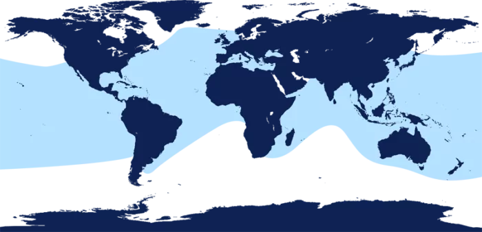 Распространение дельфина фото Распространение дельфина