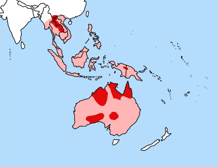 Распространение динго фото Распространение динго