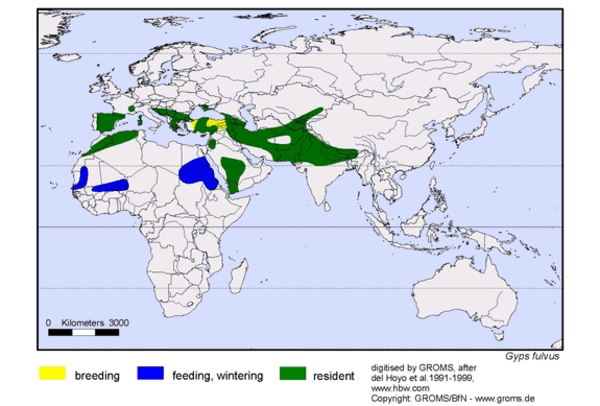 Распространение грифа Распространение грифа фото