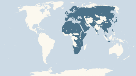 Распространение канюка Распространение канюка фото