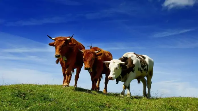 Распространение коровы фото