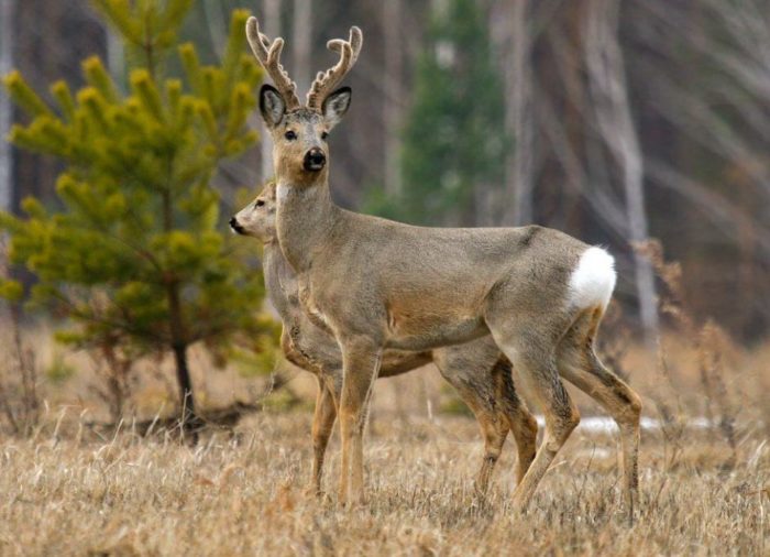 Распространение косули фото Распространение косули