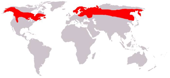 Распространение лося фото Распространение лося
