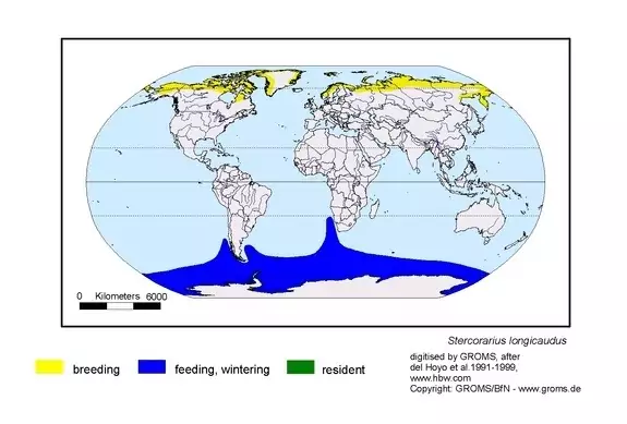 Распространение поморника Распространение поморника фото