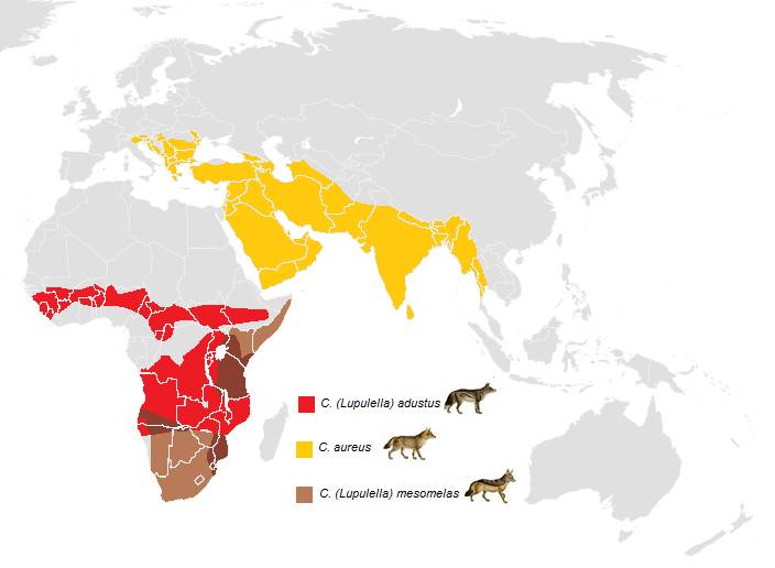 Распространение шакала фото Распространение шакала