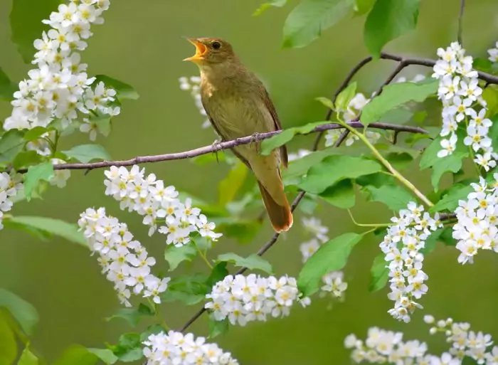 Распространение соловья в природе Распространение соловья в природе фото