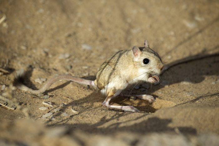Распространение тушканчика Распространение тушканчика фото